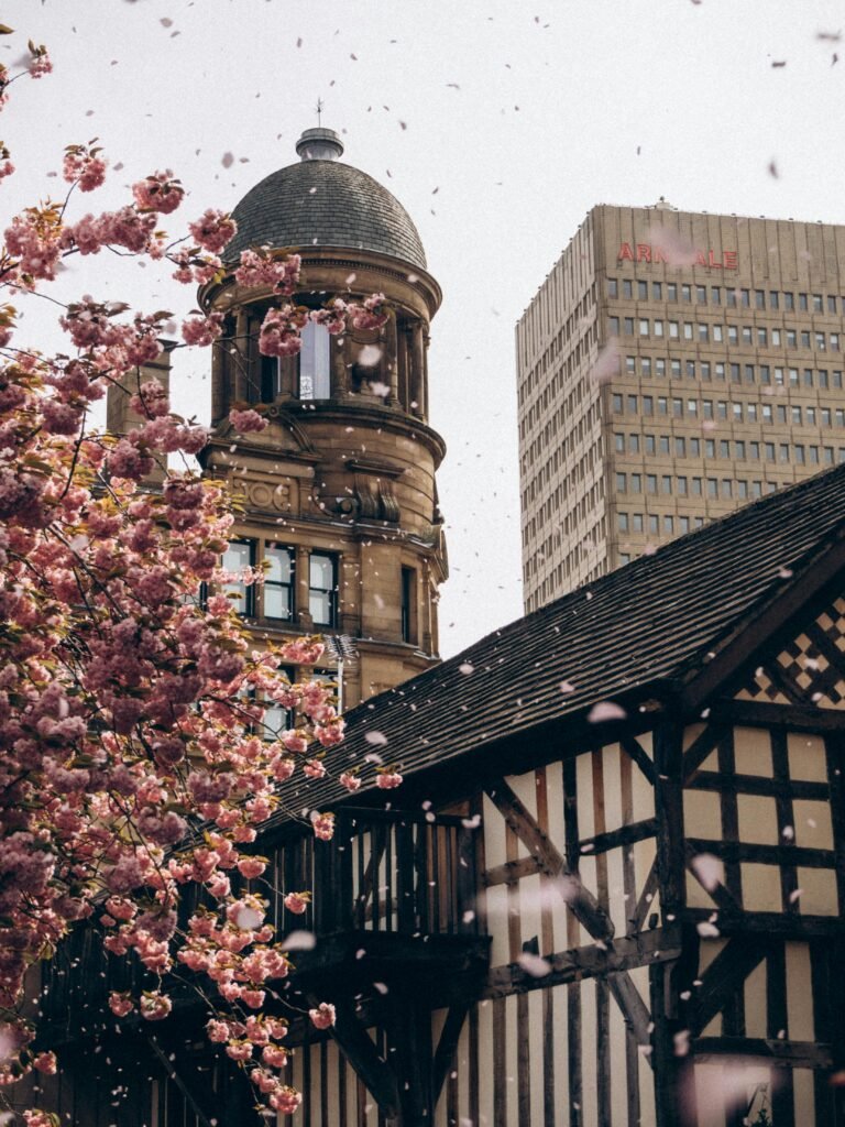 Cherry blossoms drift past historic architecture in Manchester, highlighting a blend of modern and classic styles.