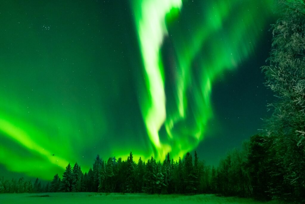 Breathtaking aurora borealis illuminating a snowy fir forest in Lapland, Finland, during winter night.